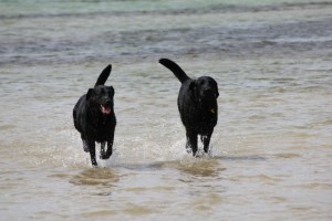 The Amazing Thunder & Lily